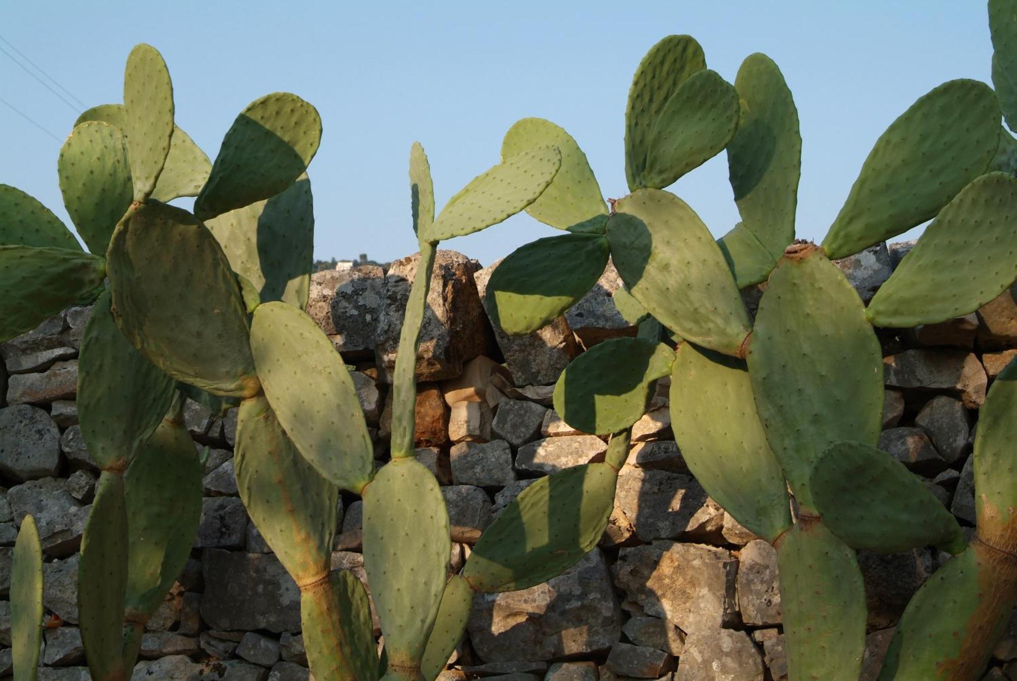 פאסאנו Masseria Trotta B&B מראה חיצוני תמונה