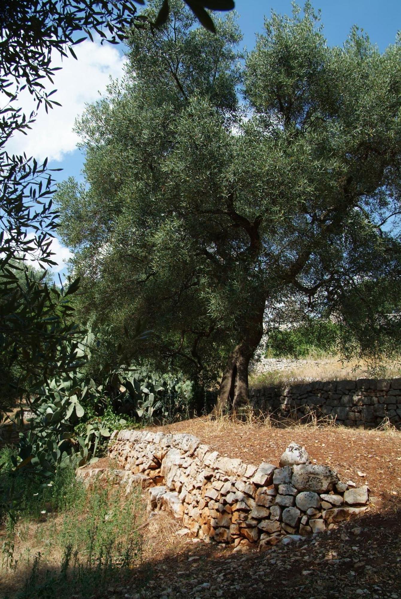 פאסאנו Masseria Trotta B&B מראה חיצוני תמונה